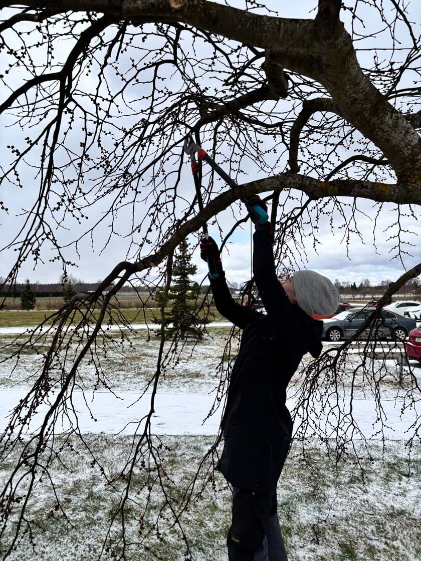 Viljapuu hoolduslõikus hästi hooldatud aias